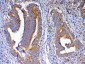Anti-NSF Picoband Antibody